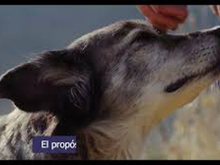 Pastores de vida - 4º Domingo de Pascua, Ciclo A