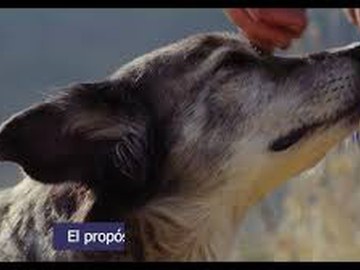 Pastores de vida - 4º Domingo de Pascua, Ciclo A