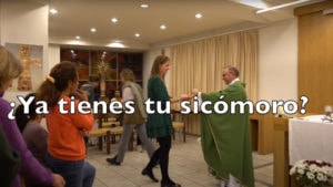 Ya tienes tu sicómoro? Domingo XXXI del tiempo ordinario