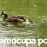 ¿A quién sigues?