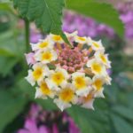 Comentario al evangelio 23.11.2025