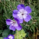 Comentario al evangelio 07.12.2025