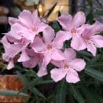 Comentario al evangelio 14.12.2025